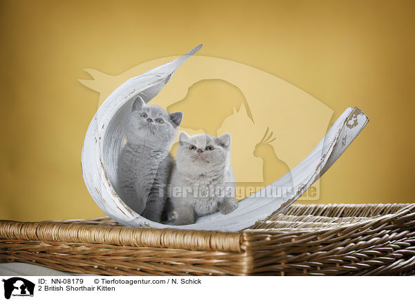 2 Britisch Kurzhaar Ktzchen / 2 British Shorthair Kitten / NN-08179