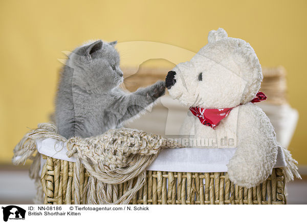 British Shorthair Kitten / NN-08186