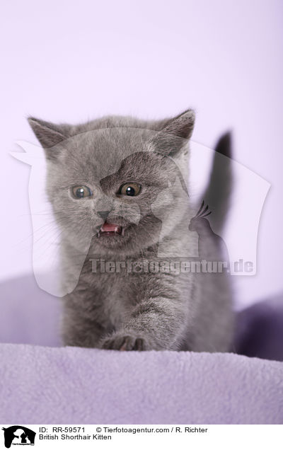 Britisch Kurzhaar Ktzchen / British Shorthair Kitten / RR-59571