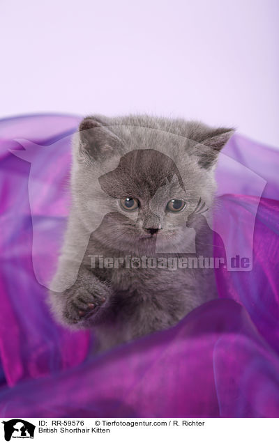 Britisch Kurzhaar Ktzchen / British Shorthair Kitten / RR-59576