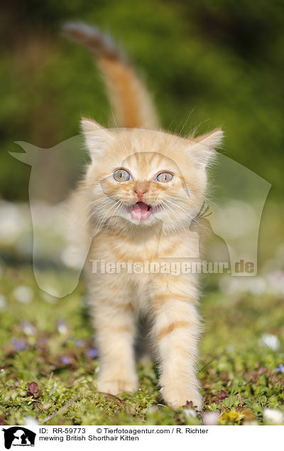 maunzendes Britisch Kurzhaar Ktzchen / mewing British Shorthair Kitten / RR-59773