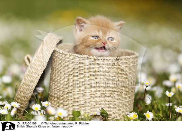 Britisch Kurzhaar Ktzchen auf Blumenwiese / British Shortair Kitten on flower meadow / RR-60109