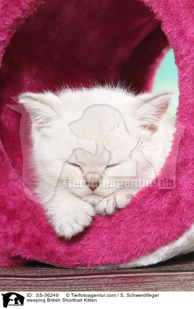 schlafendes Britisch Kurzhaar Ktzchen / sleeping British Shorthair Kitten / SS-36249