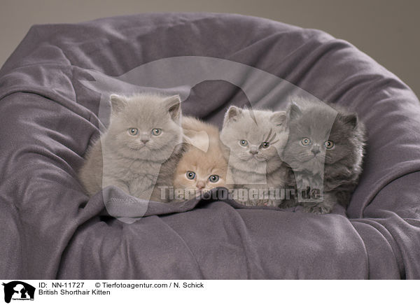 British Shorthair Kitten / NN-11727