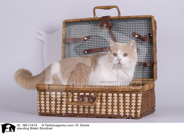 stehende Britisch Kurzhaar / standing British Shorthair / NN-11819