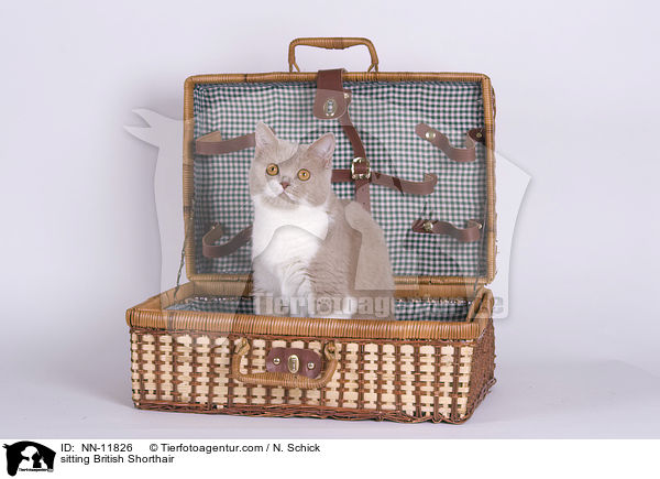 sitzende Britisch Kurzhaar / sitting British Shorthair / NN-11826