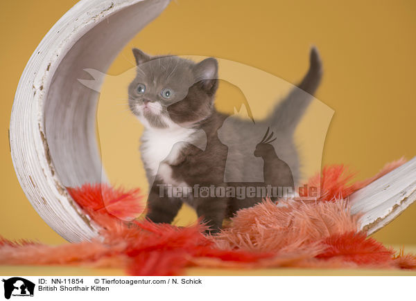 Britisch Kurzhaar Ktzchen / British Shorthair Kitten / NN-11854