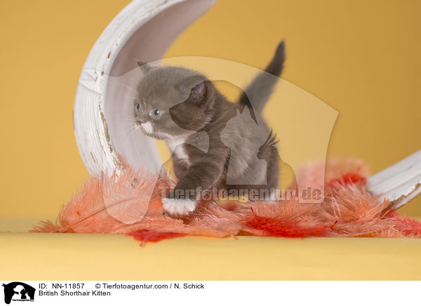 Britisch Kurzhaar Ktzchen / British Shorthair Kitten / NN-11857