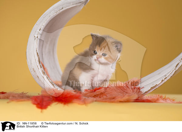 Britisch Kurzhaar Ktzchen / British Shorthair Kitten / NN-11858