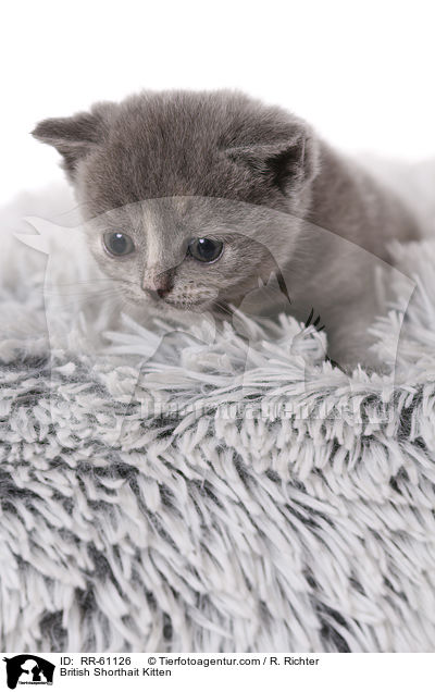 Britisch Kurzhaar Ktzchen / British Shorthait Kitten / RR-61126