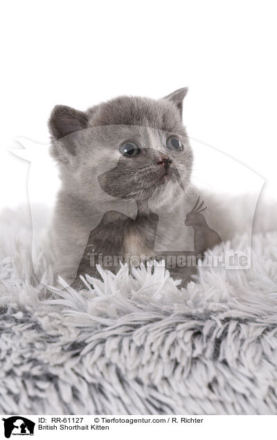 Britisch Kurzhaar Ktzchen / British Shorthait Kitten / RR-61127
