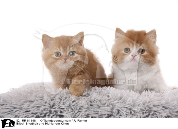 British Shorthair and Highlander Kitten / RR-61148