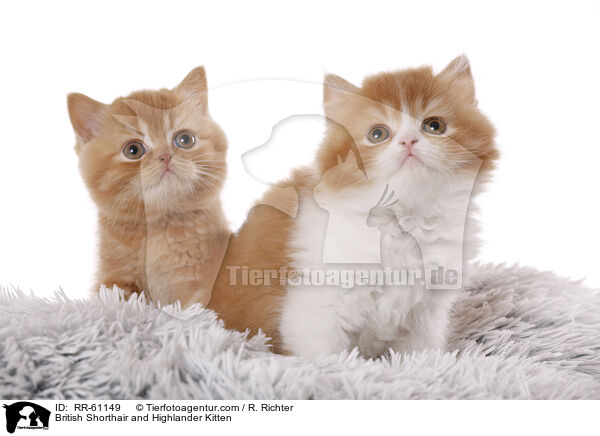 British Shorthair and Highlander Kitten / RR-61149