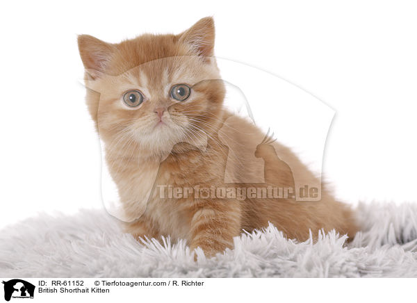 Britisch Kurzhaar Ktzchen / British Shorthait Kitten / RR-61152