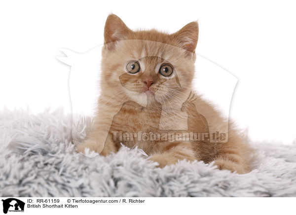 Britisch Kurzhaar Ktzchen / British Shorthait Kitten / RR-61159