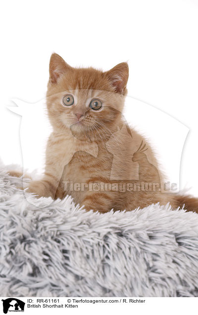 Britisch Kurzhaar Ktzchen / British Shorthait Kitten / RR-61161