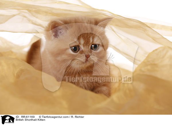 Britisch Kurzhaar Ktzchen / British Shorthait Kitten / RR-61169