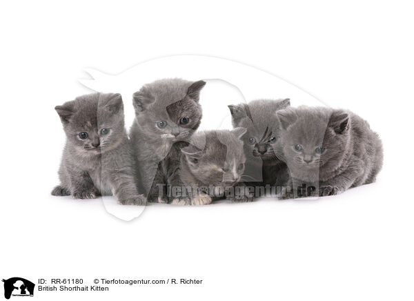 Britisch Kurzhaar Ktzchen / British Shorthait Kitten / RR-61180