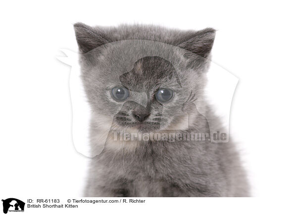 Britisch Kurzhaar Ktzchen / British Shorthait Kitten / RR-61183