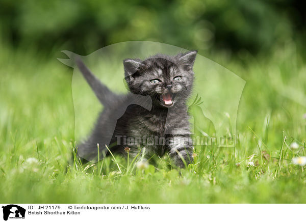 Britisch Kurzhaar Ktzchen / British Shorthair Kitten / JH-21179
