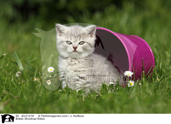 Britisch Kurzhaar Ktzchen / British Shorthair Kitten / JH-21218