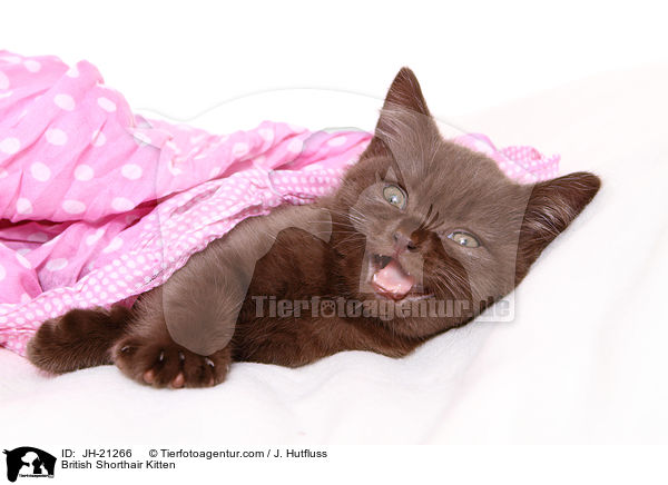 Britisch Kurzhaar Ktzchen / British Shorthair Kitten / JH-21266
