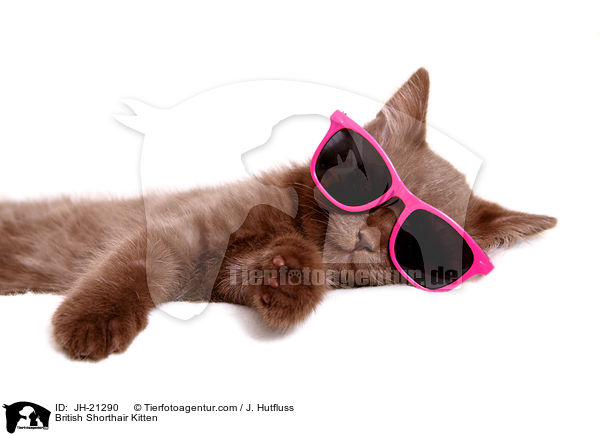Britisch Kurzhaar Ktzchen / British Shorthair Kitten / JH-21290