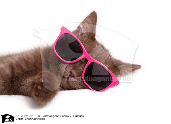 Britisch Kurzhaar Ktzchen / British Shorthair Kitten / JH-21291