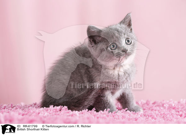 Britisch Kurzhaar Ktzchen / British Shorthair Kitten / RR-61799