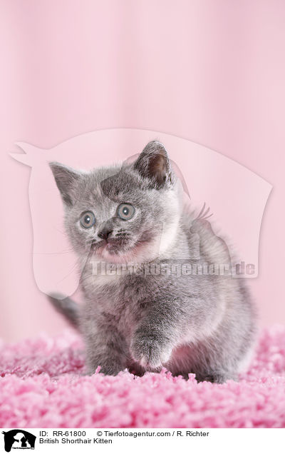Britisch Kurzhaar Ktzchen / British Shorthair Kitten / RR-61800