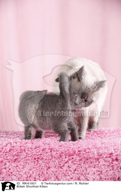 Britisch Kurzhaar Ktzchen / British Shorthair Kitten / RR-61801