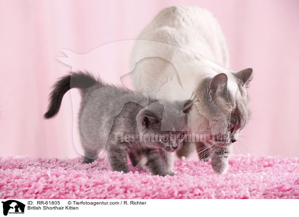 Britisch Kurzhaar Ktzchen / British Shorthair Kitten / RR-61805