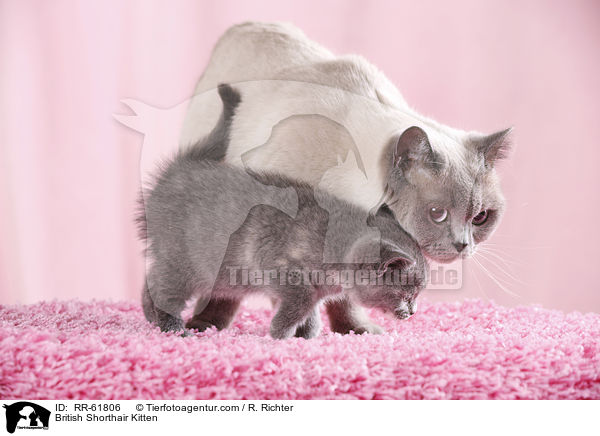 Britisch Kurzhaar Ktzchen / British Shorthair Kitten / RR-61806