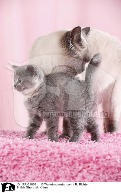 Britisch Kurzhaar Ktzchen / British Shorthair Kitten / RR-61809