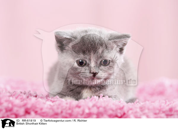Britisch Kurzhaar Ktzchen / British Shorthair Kitten / RR-61819