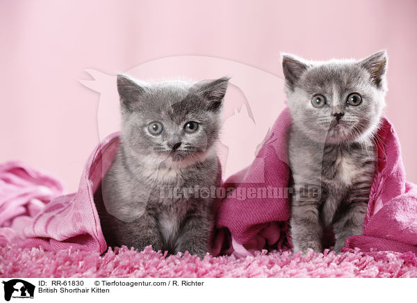 Britisch Kurzhaar Ktzchen / British Shorthair Kitten / RR-61830