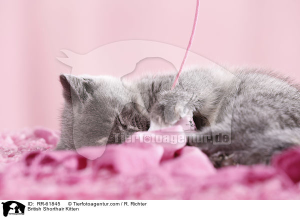Britisch Kurzhaar Ktzchen / British Shorthair Kitten / RR-61845