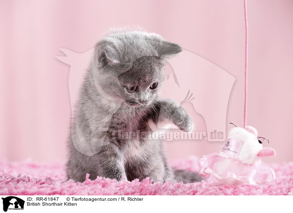 Britisch Kurzhaar Ktzchen / British Shorthair Kitten / RR-61847