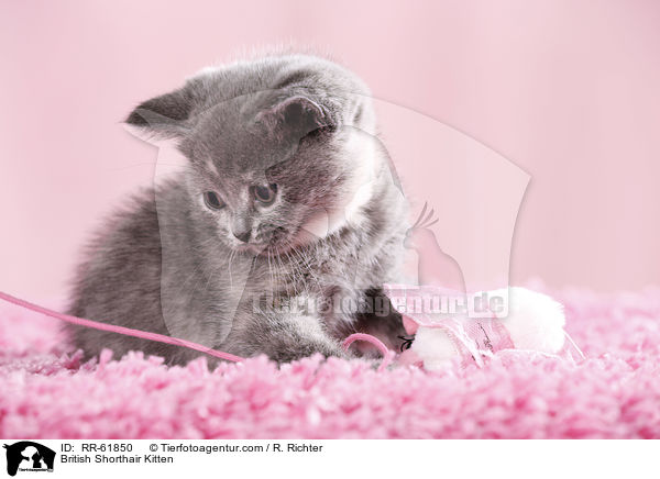 Britisch Kurzhaar Ktzchen / British Shorthair Kitten / RR-61850