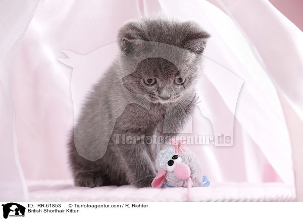 Britisch Kurzhaar Ktzchen / British Shorthair Kitten / RR-61853