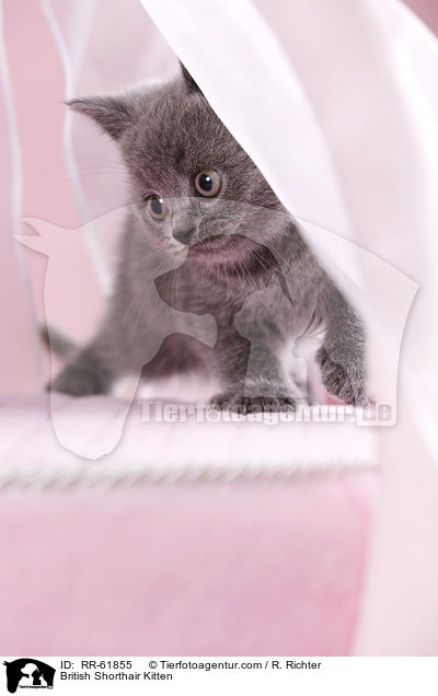 Britisch Kurzhaar Ktzchen / British Shorthair Kitten / RR-61855