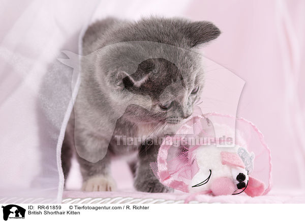 Britisch Kurzhaar Ktzchen / British Shorthair Kitten / RR-61859