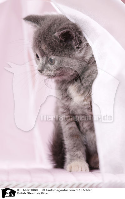 Britisch Kurzhaar Ktzchen / British Shorthair Kitten / RR-61860