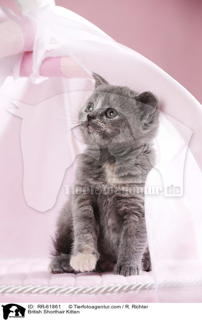 Britisch Kurzhaar Ktzchen / British Shorthair Kitten / RR-61861