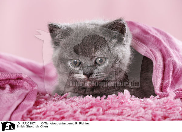 Britisch Kurzhaar Ktzchen / British Shorthair Kitten / RR-61871
