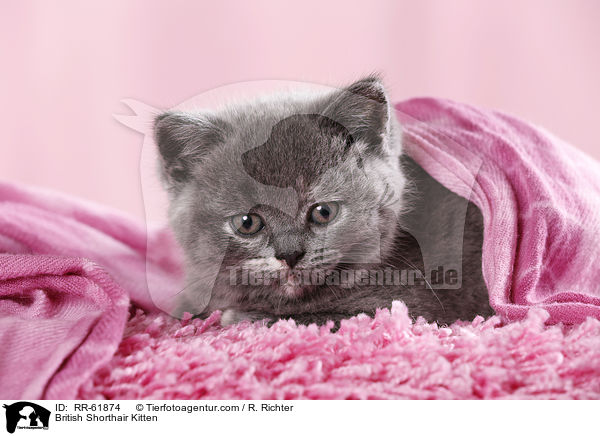 Britisch Kurzhaar Ktzchen / British Shorthair Kitten / RR-61874