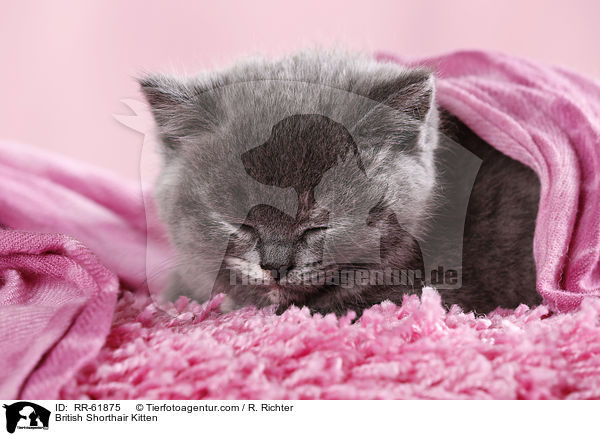 Britisch Kurzhaar Ktzchen / British Shorthair Kitten / RR-61875