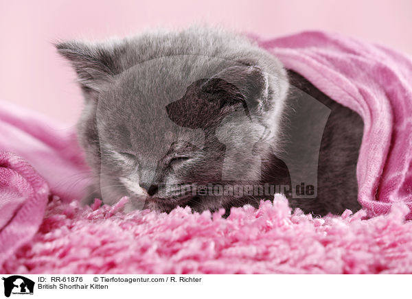 Britisch Kurzhaar Ktzchen / British Shorthair Kitten / RR-61876