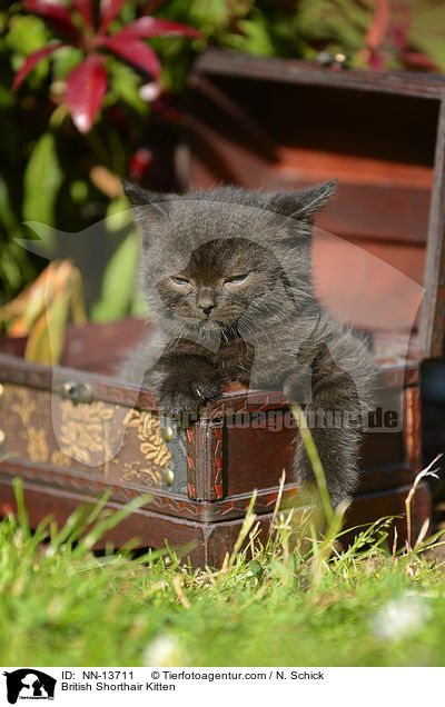 Britisch Kurzhaar Ktzchen / British Shorthair Kitten / NN-13711
