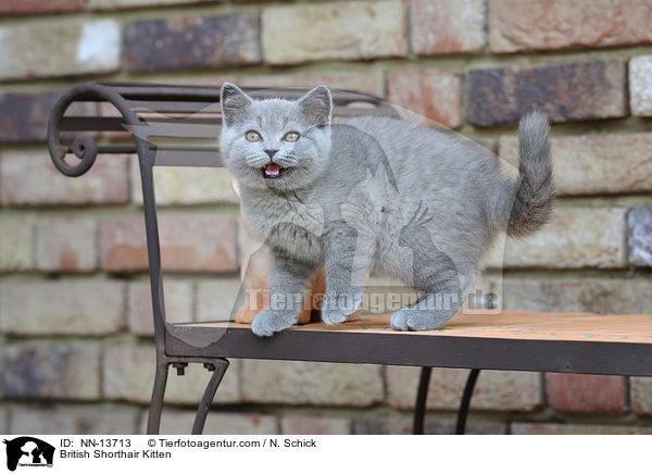 Britisch Kurzhaar Ktzchen / British Shorthair Kitten / NN-13713